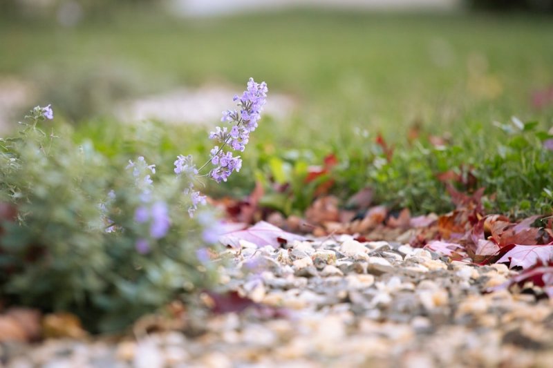 Zo maak je van je tuin een spons tegen droogte en regen