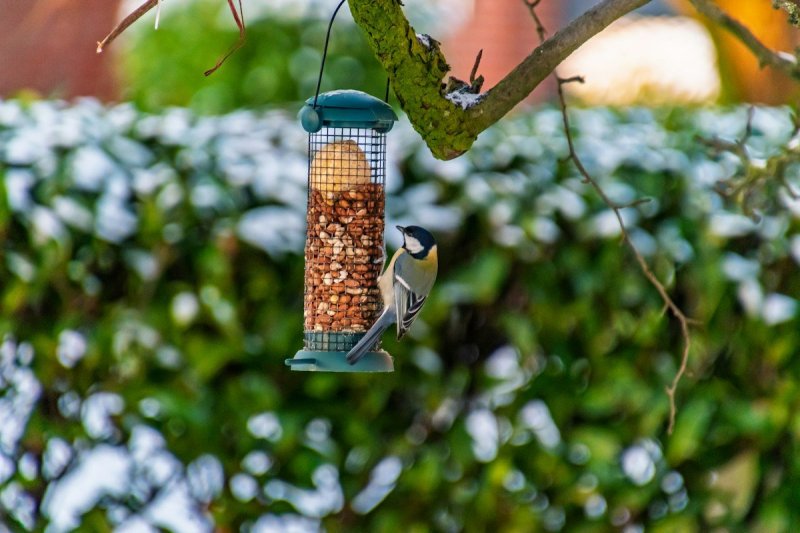 Zo help je vogels je tuin door de winter